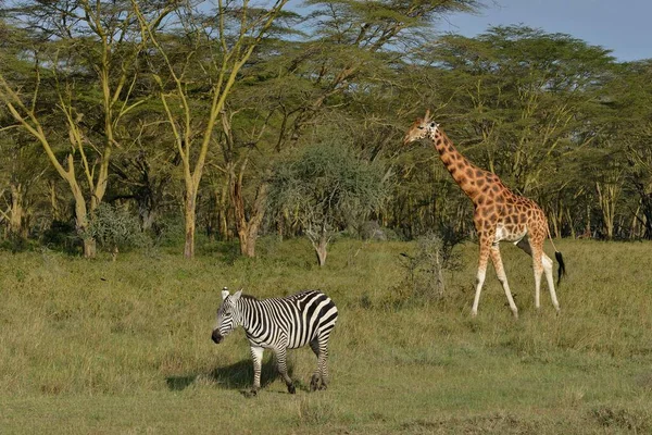 Rothschild Giraffe Ugandan Giraffe Giraffa Camelopardalis Rothschildi Grant Zebra Equus — стокове фото