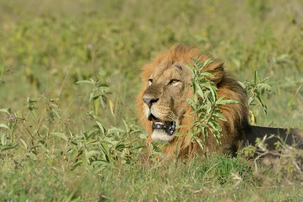 Lev Panthera Leo Pes Ležící Uprostřed Vysoké Trávy Lake Nakuru — Stock fotografie