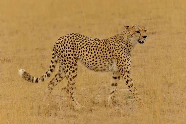 Gepard Acinonyx Jubatus Männchen Amboseli Nationalpark Rift Valley Province Kenia — Stockfoto