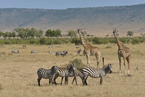 Maasai Zsiráfok Vagy Kilimandzsáró Zsiráfok Giraffa Camelopardalis Tipelskirchi Burchell Zebrái — Stock Fotó