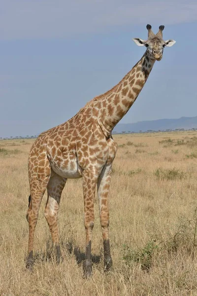 Maasai Zsiráf Vagy Kilimandzsáró Zsiráf Giraffa Camelopardalis Tipelskirchi Massai Mara — Stock Fotó