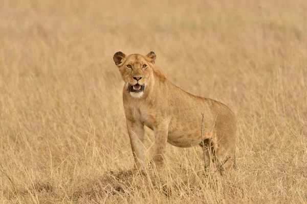 Dişi Aslan Panthera Leo Massai Mara Rift Valley Eyaleti Kenya — Stok fotoğraf