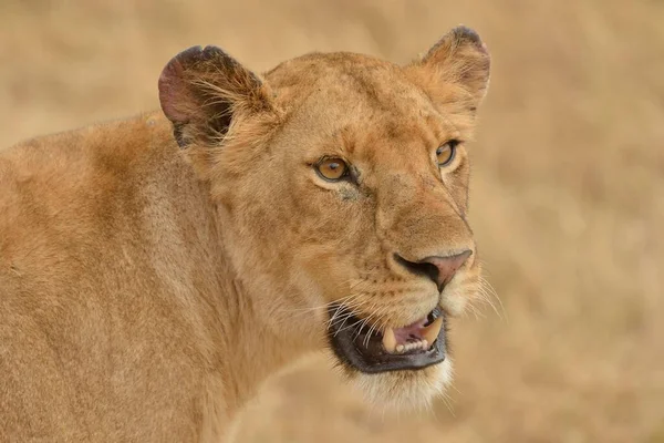 Löwin Panthera Leo Porträt Massai Mara Rift Valley Province Kenia — Stockfoto