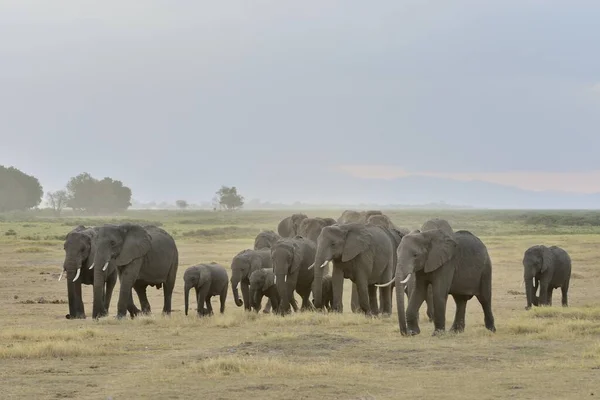 Herd African Bush Elephants Loxodonta Africana Amboseli National Park Rift — Fotografia de Stock