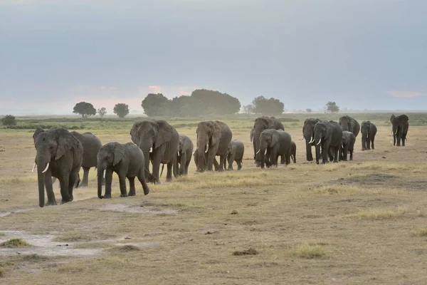 Herd African Bush Elephants Loxodonta Africana Amboseli National Park Rift — Fotografia de Stock