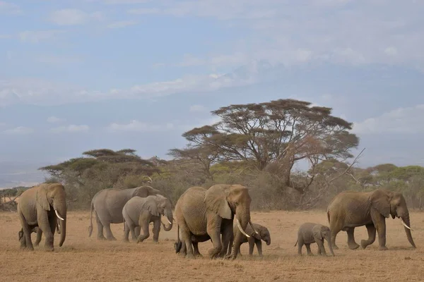 Manada Elefantes Africanos Bush Loxodonta Africana Parque Nacional Amboseli Provincia — Foto de Stock