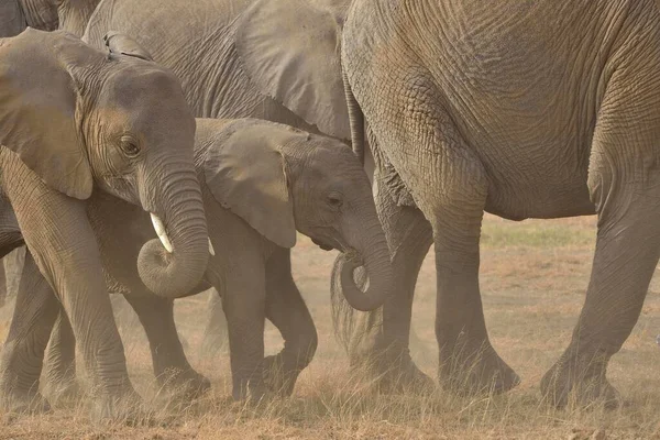 African Bush Elephants Loxodonta Africana Parque Nacional Amboseli Província Vale — Fotografia de Stock