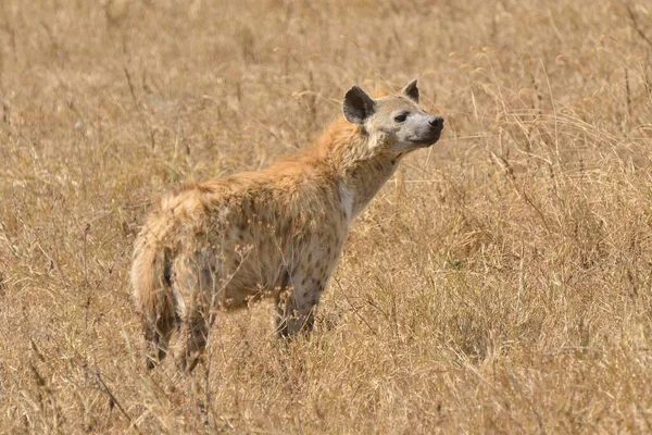 Hiena Plamista Crocuta Crocuta Kraterze Ngorongoro Obszar Ochrony Ngorongoro Tanzania — Zdjęcie stockowe