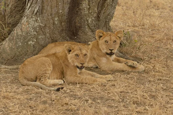 Löwe Panthera Leo Junge Serengeti Nationalpark Serengeti Tansania Afrika — Stockfoto