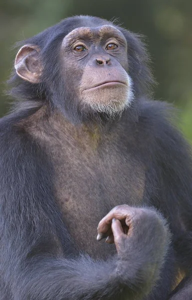 Западноафриканский Шимпанзе Pan Troglodytes Verus Святилище Tacugama Chimpanzee Западная Провинция — стоковое фото