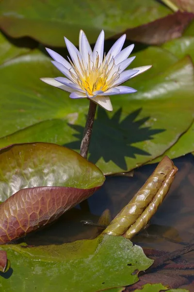 Lotus Bleu Nymphaea Caerulea Parc National Luangwa Sud Vallée Luangwa — Photo