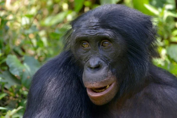 Bonobo Pan Paniscus Портрет Lola Bonobo Sanctuary Kimwenza Mont Ngafula — стоковое фото