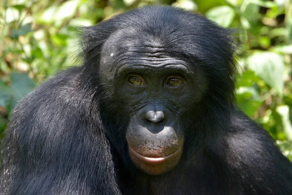 Bonobo Pan Paniscus Portret Sanktuarium Lola Bonobo Kimwenza Mont Ngafula — Zdjęcie stockowe