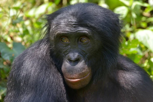 Bonobo Pan Paniscus Retrato Santuario Lola Bonobo Kimwenza Mont Ngafula — Foto de Stock
