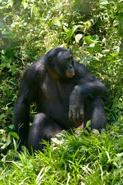 Bonobo Pan Paniscus Santuário Lola Bonobo Kimwenza Mont Ngafula Kinshasa — Fotografia de Stock