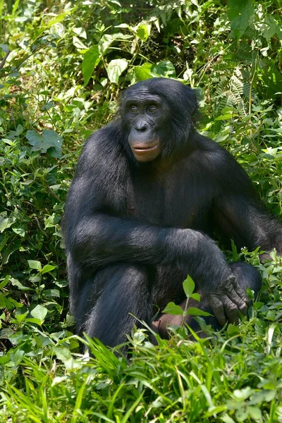 Bonobo Pan Paniscus Lola Bonobo Sanctuary Kimwenza Mont Ngafula Kinshasa — 图库照片