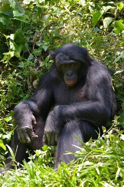 Bonobo Pan Paniscus Lola Bonobo Ιερό Kimwenza Mont Ngafula Κινσάσα — Φωτογραφία Αρχείου