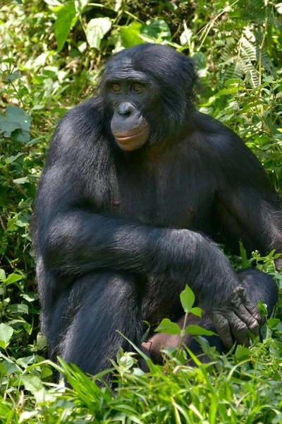 Bonobo Pan Paniscus Lola Bonobo Sanctuary Kimbeza Mont Ngafula Kinshasa — стоковое фото