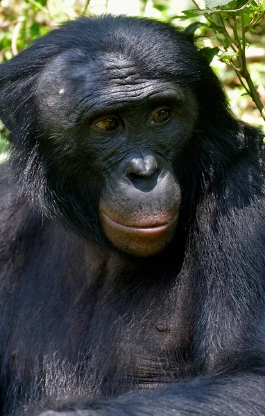 Bonobo Pan Paniscus Портрет Lola Bonobo Sanctuary Kimwenza Mont Ngafula — стоковое фото