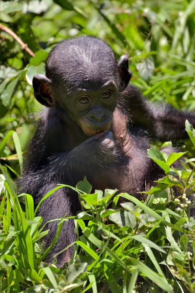 Bonobo Pan Paniscus Νεαρό Ζώο Lola Bonobo Ιερό Kimwenza Mont — Φωτογραφία Αρχείου