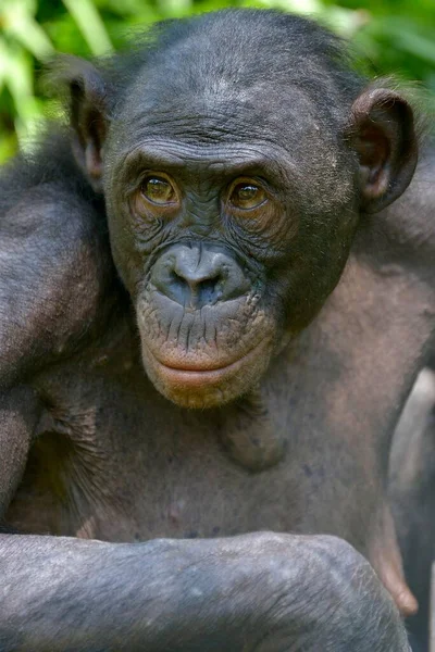 Bonobo Pan Paniscus Retrato Santuário Lola Bonobo Kimwenza Mont Ngafula — Fotografia de Stock
