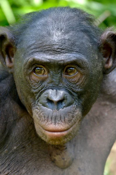 Bonobo Pan Paniscus Portrait Lola Bonobo Sanctuary Kimwenza Mont Ngafula — Stockfoto