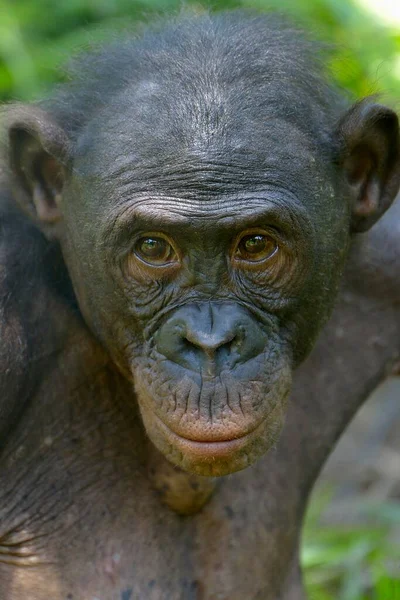 Bonobo Pan Paniscus Portrait Sanctuaire Lola Bonobo Kimwenza Mont Ngafula — Photo