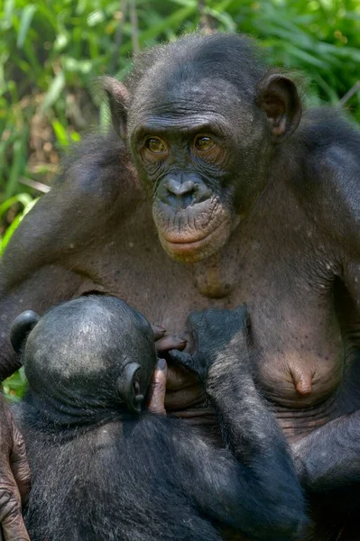 Bonobo Pan Paniscus Matka Ssąca Młode Lola Bonobo Sanctuary Kimwenza — Zdjęcie stockowe
