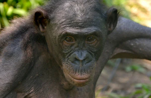 Bonobo Pan Paniscus Portret Lola Bonobo Sanctuary Kimwenza Mont Ngafula — Stockfoto