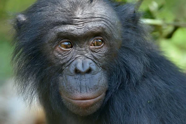 Bonobo Pan Paniscus Ritratto Lola Bonobo Sanctuary Kimwenza Mont Ngafula — Foto Stock