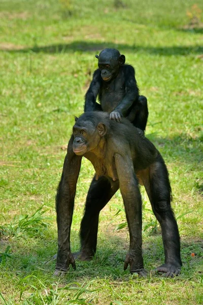 Bonobo Pan Paniscus Weibchen Mit Jungen Auf Dem Rücken Lola — Stockfoto