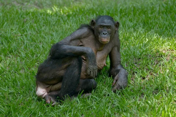 Bonobo Pan Paniscus Lola Bonobo Sanctuary Kimwenza Mont Ngafula Kinshasa — Foto Stock