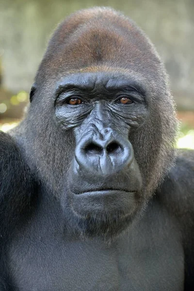 Western Lowland Gorilla Горилла Горилла Животный Портрет Самец Silverback Неволе — стоковое фото