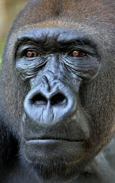 Western Lowland Gorilla Gorilla Gorilla Gorilla Dierenportret Man Zilverrug Gevangenschap — Stockfoto