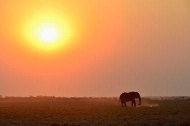 Elephant (Loxodonta africana) at sunset, Etosha National Park, Namibia, Africa clipart