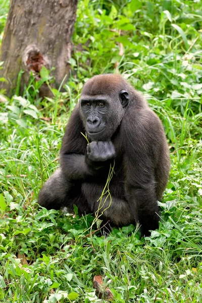 Western Lowland Gorilla Γορίλλας Γορίλλας Gorilla Αιχμάλωτος Νοτιοδυτική Περιφέρεια Καμερούν — Φωτογραφία Αρχείου