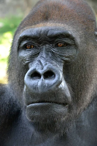 Západní Nížinná Gorila Gorilla Gorila Gorila Zvířecí Portrét Samec Silverback — Stock fotografie