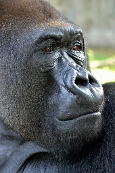 Western Lowland Gorilla Γορίλλας Γορίλλας Γορίλλας Πορτρέτο Ζώων Αρσενικό Silverback — Φωτογραφία Αρχείου