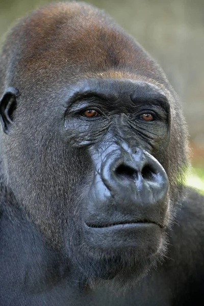 Westlicher Flachlandgorilla Gorilla Gorilla Gorilla Gorilla Tierporträt Männchen Silberrücken Gefangenschaft — Stockfoto