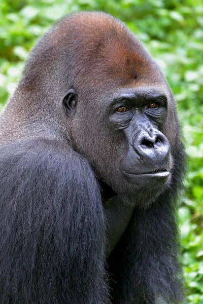 Westlicher Flachlandgorilla Gorilla Gorilla Gorilla Gorilla Tierporträt Männchen Silberrücken Gefangenschaft — Stockfoto