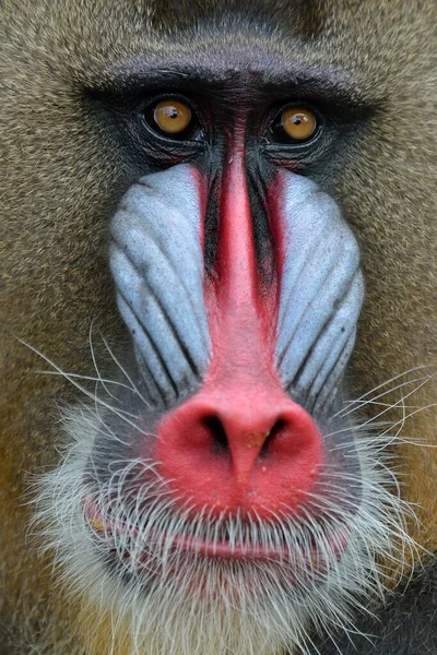 Mandrill Mandrillus Sphinx Manligt Djurporträtt Fångenskap Sydvästra Regionen Kamerun Afrika — Stockfoto