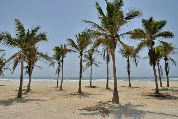 Palmbomen Het Strand Buurt Van Salalah Regio Dhofar Oman Azië — Stockfoto