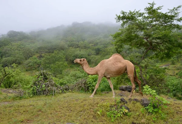 Dromedary Camelus Dromedarius Muson Mevsiminde Yeşil Dağları Geçer Veya Khareef — Stok fotoğraf