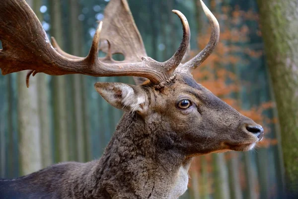 Fallow Deer Dama Dama Portrait Male Captive Bavaria Germany Europe — 图库照片