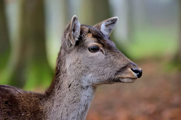 Fallow Deer Dama Dama Portrait Female Captive Bavaria Germany Europe — Stock Photo, Image