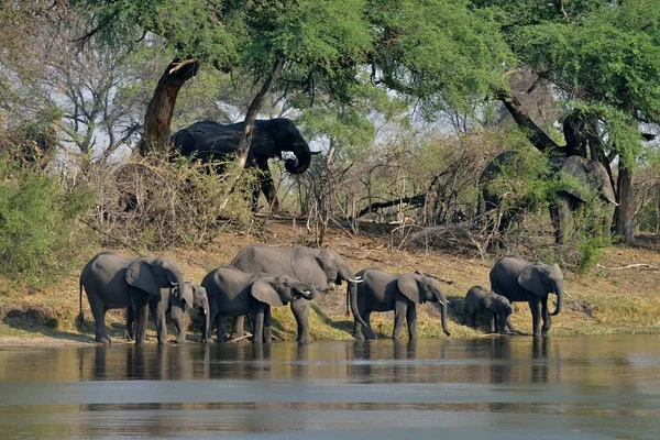 Elefantenherde Loxodonta Africana Trinkt Cuando Fluss Bwabwata Nationalpark Sambesi Region — Stockfoto