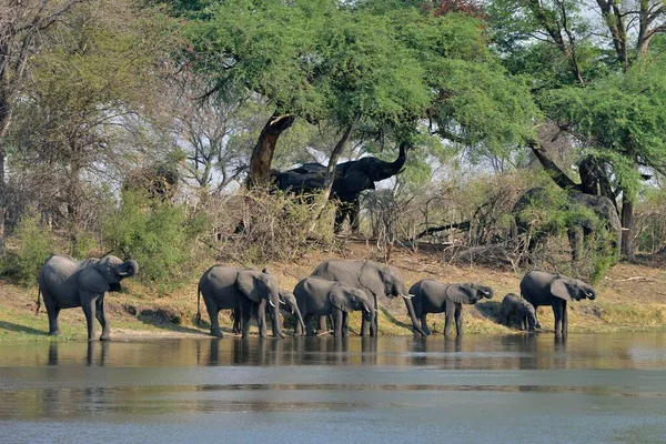 Стадо Слонов Loxodonta Africana Пьет Реке Куандо Национальном Парке Бвабвата — стоковое фото