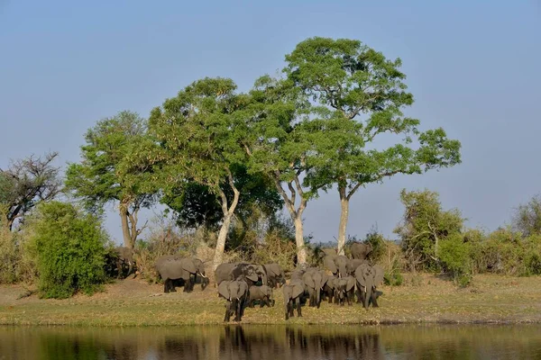 Elephant Loxodonta Africana Herd Cuando River Bwabwata National Park Zambezi — Stock Photo, Image