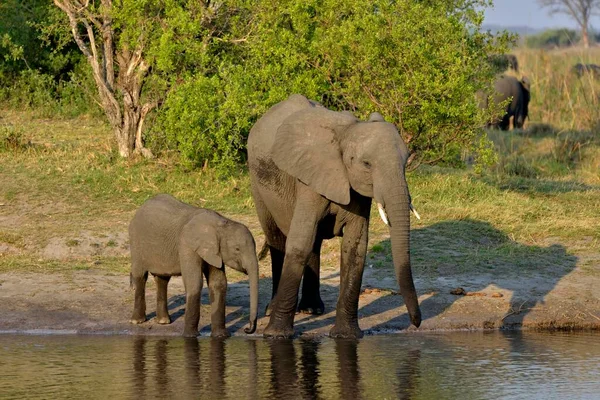 Слон Loxodonta Africana Телятою Річці Куандо Національний Парк Бвабвата Замбезі — стокове фото