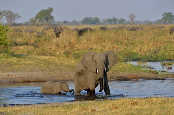 Слон Loxodonta Africana Корова Теленком Реке Куандо Национальный Парк Бвабвата — стоковое фото